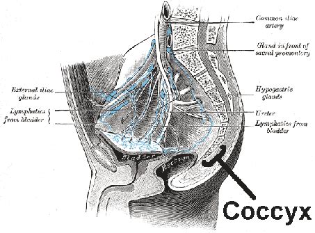 Tailbone Images (for coccyx pain) | Tailbone Doctor