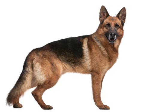 German Shepherd PNG