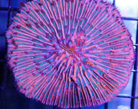 Red Plate Coral Frag Box Corals