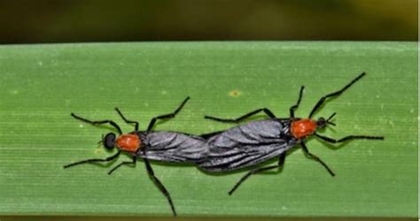 Are Love Bugs the Result of an Experiment Gone Wrong? | Snopes.com