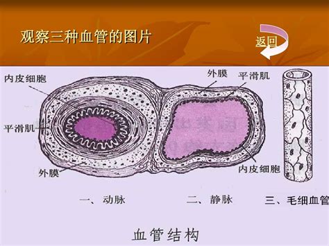 第二节 血管的结构 word文档在线阅读与下载 无忧文档