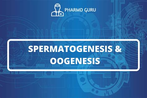 Spermatogenesis And Oogenesis Pharmd Guru