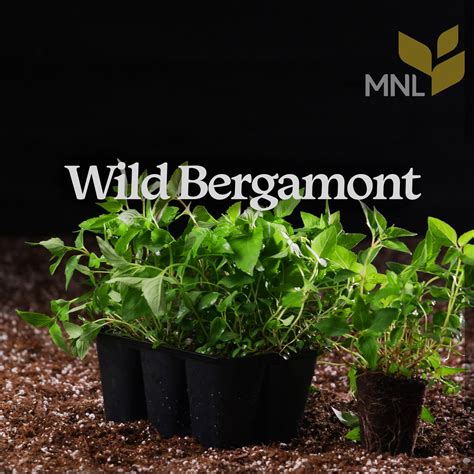 Wild Bergamot Monarda Fistulosa Six Pack Plugs Native Perennial For
