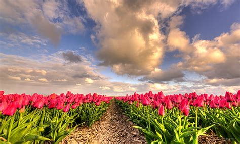 Hd Wallpaper Pink Tulip Flower Field Under Blue Cloudy Sky During