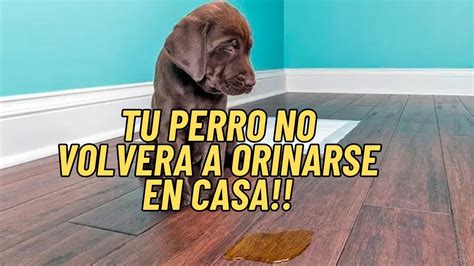 Cinco Trucos Para Que Tu Perro Deje De Orinarse En Casa Youtube