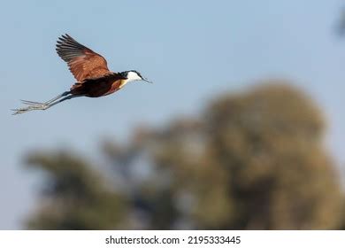 African Jacana Actophilornis Africanus Flight Okavango Stock Photo