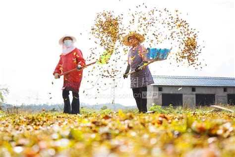 江西上高：药材种植 助农增收 人民图片网