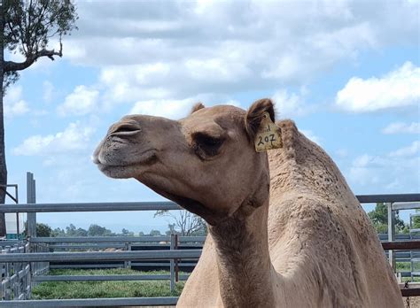 Camels For Sale Page 6 Summer Land Camels
