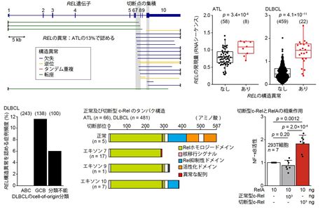 成人t細胞白血病リンパ腫（atl）のゲノム異常の全体像を解明 －がん研究における全ゲノム解析の可能性を示す－｜国立がん研究センター