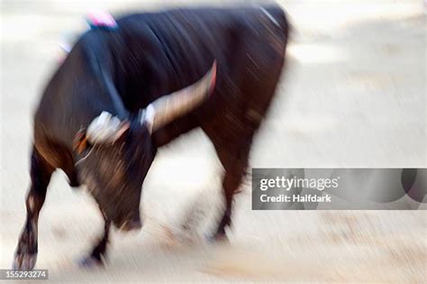 Angry Bull Charging Photos And Premium High Res Pictures Getty Images