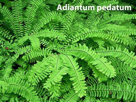 Adiantum Brilliantelse Venerini Laski Eurogardeneu