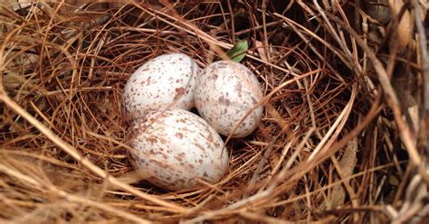 Biopgh Blog The Rainbow Of Eggshells Phipps Conservatory And