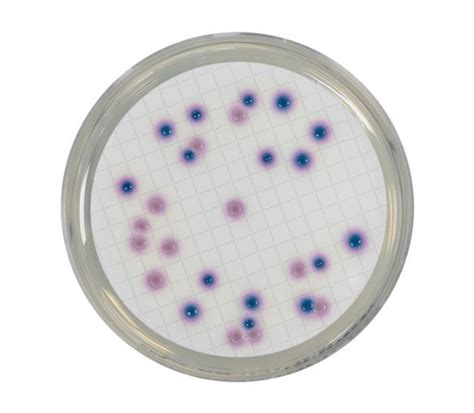 Chromogène pour bactéries Coliformes CCA Gélose BIOKAR Diagnostics