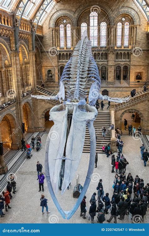 Whale Skeleton in Natural History Museum, London Editorial Photography ...