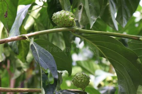 Morinda Citrifolia Noni Fruit On Tree Stock Photo Image Of Tree