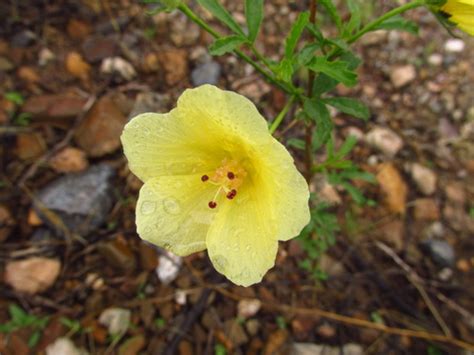 Desert Rosemallow Hibiscus Coulteri · Inaturalist Canada