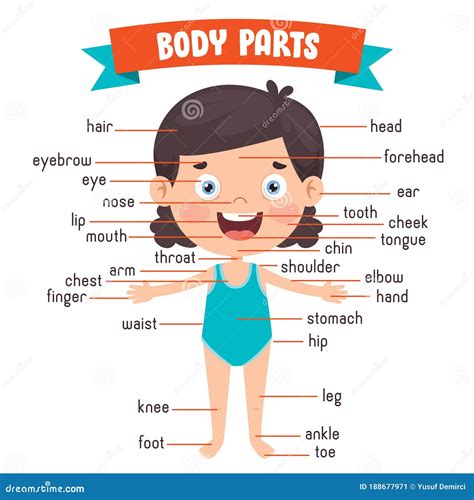 Criança Engraçada Mostrando Partes Do Corpo Humano Ilustração do Vetor