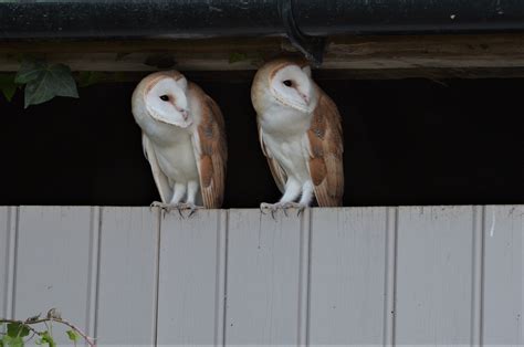 Barn Owls Birdforum