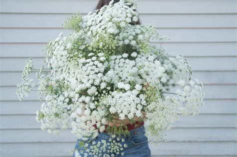 White Dill Ammi Seed Johnnys Selected Seeds Queen Annes Lace