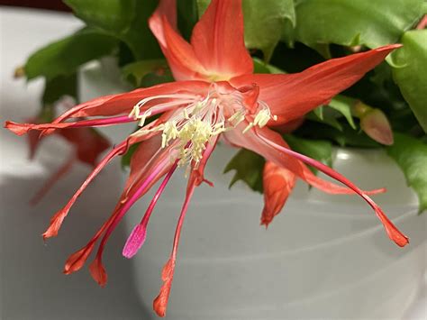 Schlumbergera Hybrid Chiba Spot Epiphytic Cacti