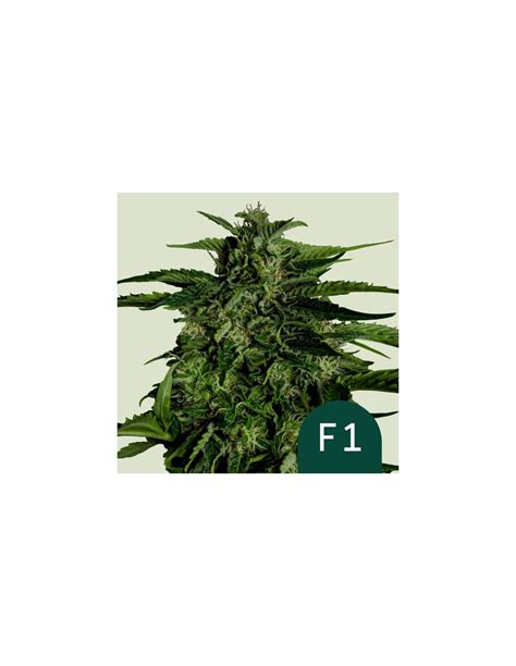 Apollo F Royal Queen Seeds Autoflowering Seeds On Sale