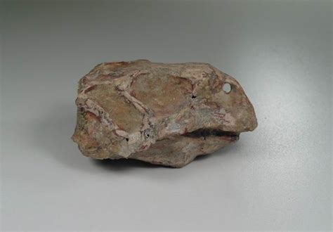 Psittacosaurus Fossils from China