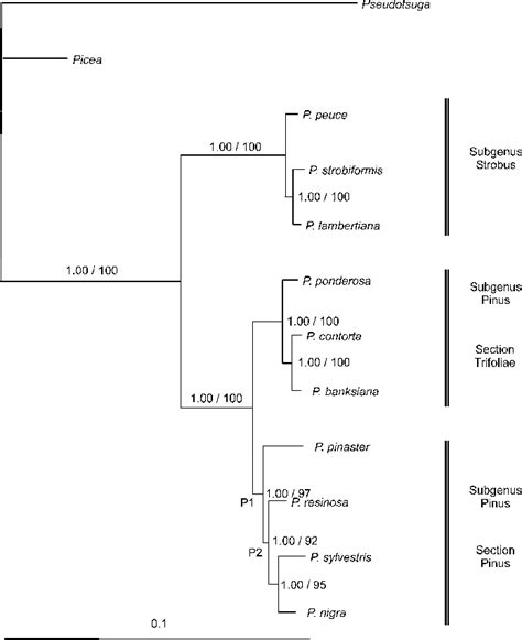 Bayesian Estimate Of The Phylogeny Based On The Large Data Set