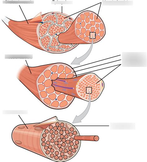 SKELETAL MUSCLE STRUCTURE Diagram Quizlet