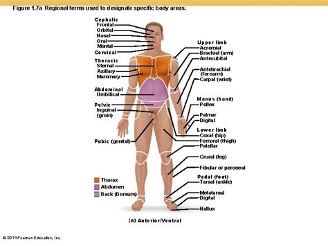 Chapter The Human Body An Orientation Anatomy