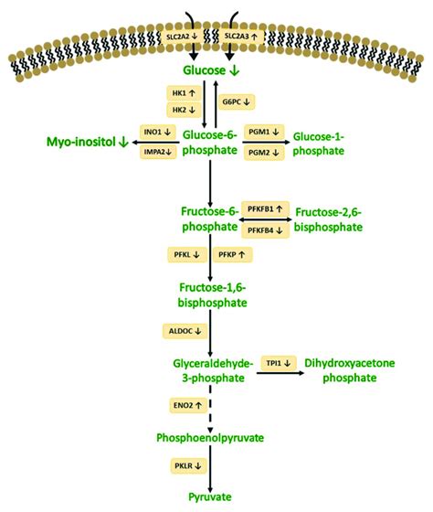 Illustration Of The Main Metabolic Reactions And Pathways Where The