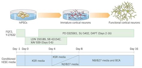 Neural Differentiation Of Human Stem Cells Blog Tocris Bioscience