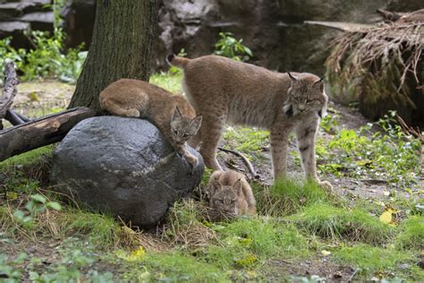 Queens Zoo to debut three new Canada lynx cubs born during quarantine – QNS