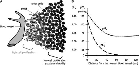 The Dynamics Of The Tumor Microenvironment Is Directly Related To The