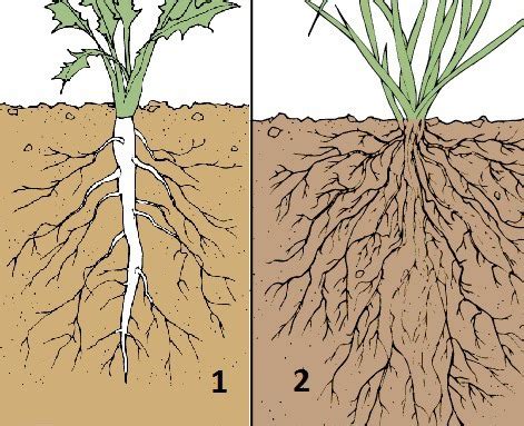 Plant Science Exam 3 Flashcards Quizlet