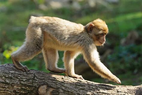 Monkey Tails: Monkey Tail Business - A-Z Animals