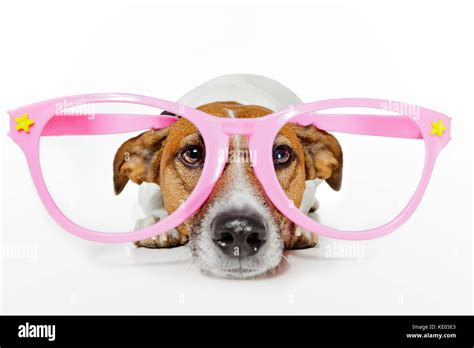 funny glasses dog Stock Photo - Alamy