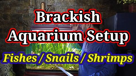 Brackish Water Aquarium Brackish Water Fish Snails Plants Setup