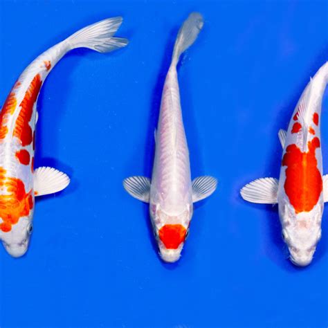 Selection Blue Ridge Koi Goldfish