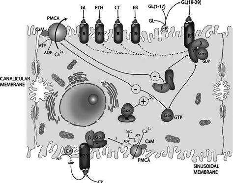 Regulation Of Plasma Membrane Ca 2 ATPase PMCA Activity In The