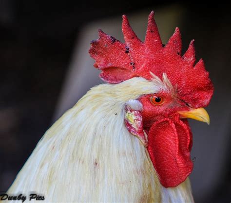 Photos Petaluma California Chickens California Chicken Petaluma