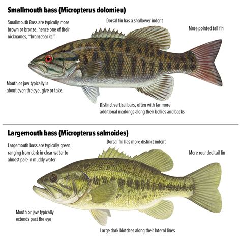 Largemouth Vs Smallmouth Bass Know The Differences X Position Outdoors