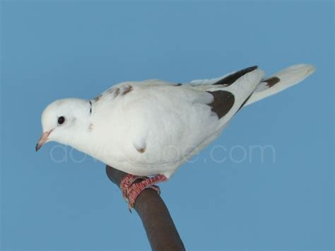 dovepage.com - Ringneck Dove Colors