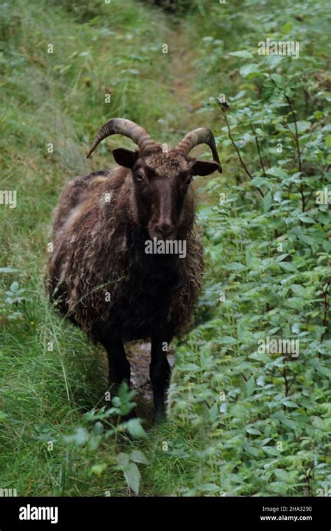 Schaf / Sheep / Ovis Stock Photo - Alamy