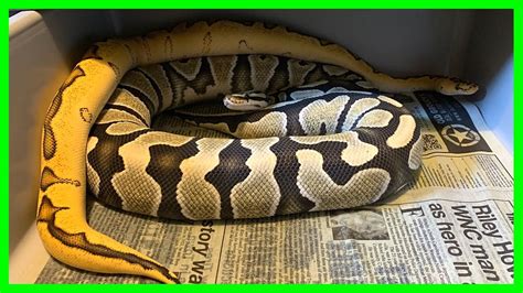 First Ball Python Breeding Season Youtube