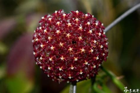 Hoya Mindorensis Red Exotic Flower