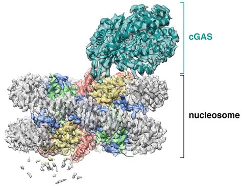 Researchers Reveal The First Cryo EM Structures Of NSD2 And 45 OFF