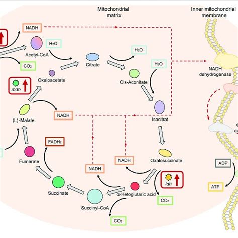 Key Factors Of The Tricarboxylic Acid Cycle Tca Cycle Signaling