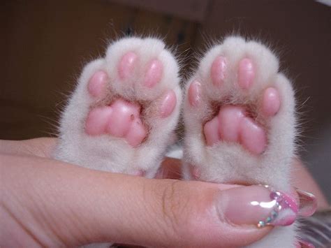 Mimi Paws So Pink Pink Paws Cute Cats Cat Paws