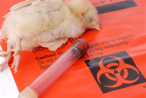 More Want To Know About Why Bird Flu Is Spreading To Humans And Others Food Safety News