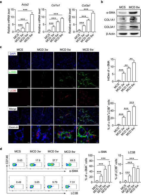 The Autophagy And Activation Of Hscs Were Enhanced In Liver Of Mice